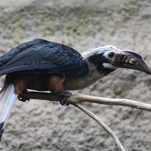 Visayan Tarictic Hornbill