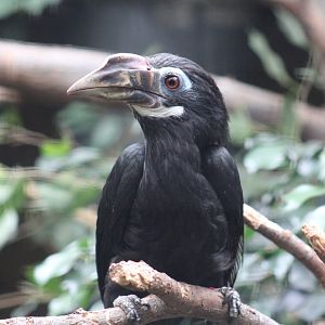 Visayan Tarictic Hornbill