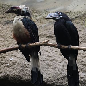 Visayan Tarictic Hornbill Pair