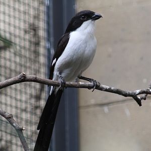 Long-Tailed Fiscal