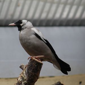 African Wattled Starling