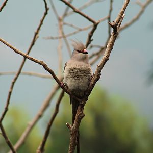 Blue-Naped Mousebird