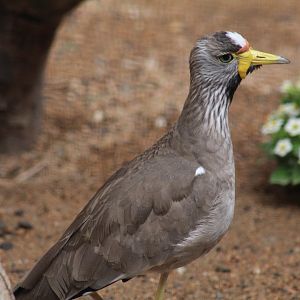African Wattled Lapwing