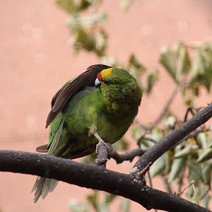 Yellow-Fronted Kākāriki