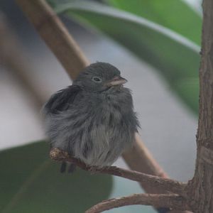 Golden-Headed Manakin