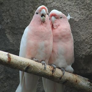 Major Mitchell's Cockatoos