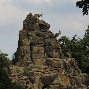 Siberian Ibex Enclosure