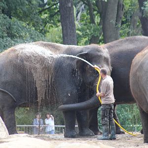 Elephant Washing
