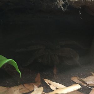 Spiders: Fear and Fascination - Goliath Birdeater