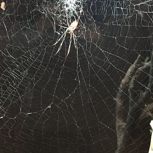 Golden Orbweaver Spider