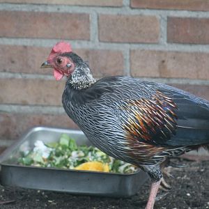 Grey Junglefowl