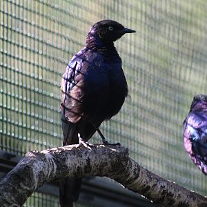 Rüppell's Glossy Starling