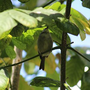 African Yellow White-Eye