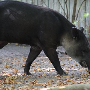 Baird's Tapir