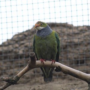 Orange-Fronted Fruit-Dove