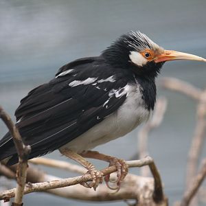 Asian Pied Starling
