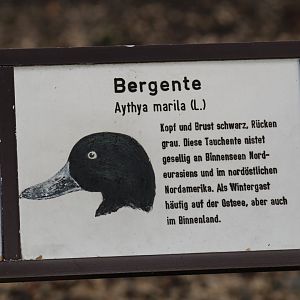 Greater Scaup Signage