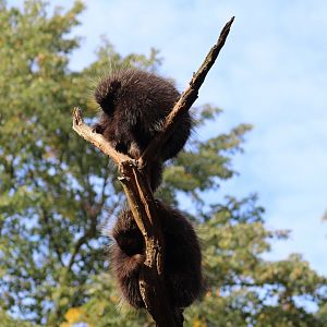 North American Porcupines