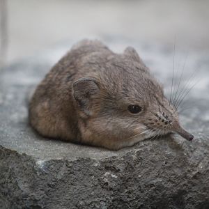 Short-Eared Elephant-Shrew
