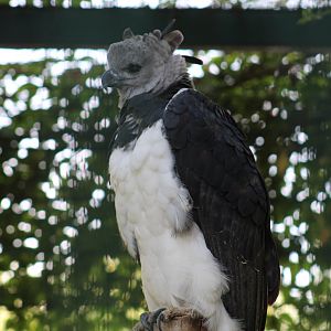 American Harpy Eagle