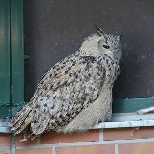 Turkmenian Eagle-Owl