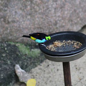 Red-Rumped Paradise Tanager