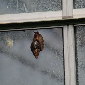Tierpark Berlin- Giant Land Snail ID?