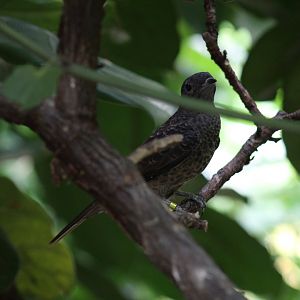 Spangled Cotinga
