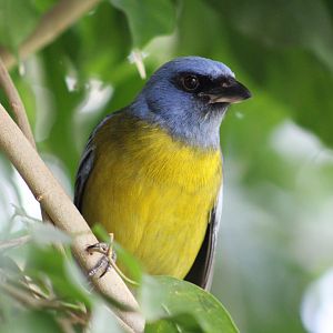 Green-Mantled Tanager