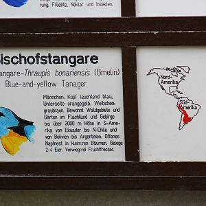 Green-Mantled Tanager Signage