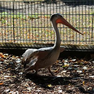 Free-Roaming Pink-Backed Pelican