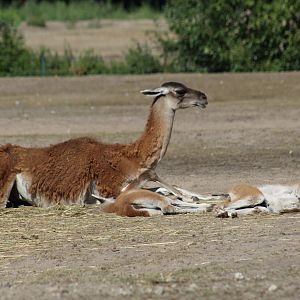 Guanacos
