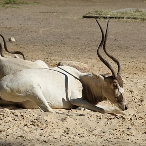 Addax