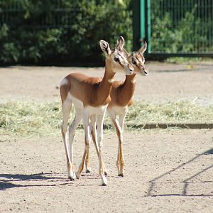 Mhorr Gazelle Fawns