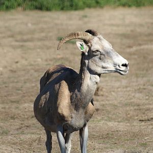 Marco Polo Sheep