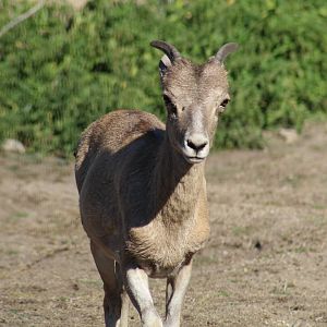 Marco Polo Sheep
