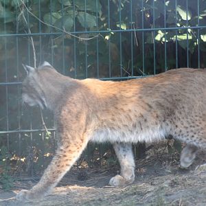 Central Asian Lynx
