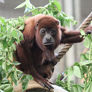 Venezuelan Red Howler