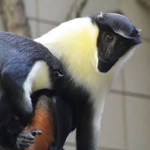 Diana Monkey