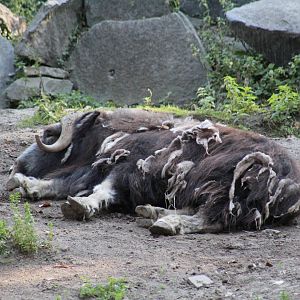 Barren Ground Muskox