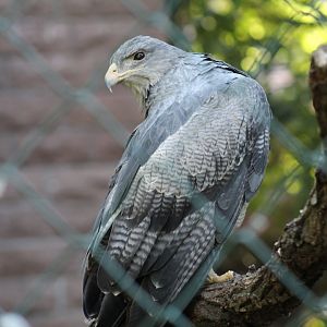 Black-Chested Buzzard-Eagle