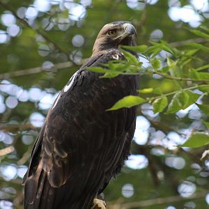 Eastern Imperial Eagle