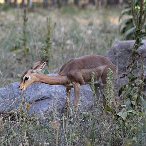 Southern Gerenuk
