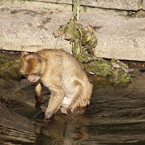 Wading Macaque