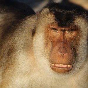 Southern Pig-Tailed Macaque
