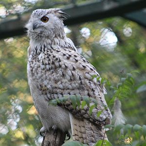 Western Siberian Eagle-Owl