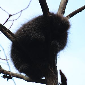 North American Porcupine