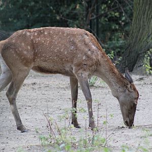 Barbary Red Deer