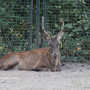 Barbary Red Deer