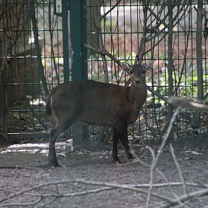 Bawean Deer